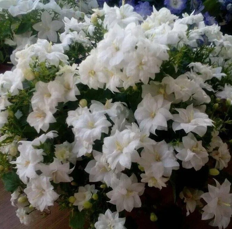 Кампанула или жених и невеста: как создать благоприятные условия для роста