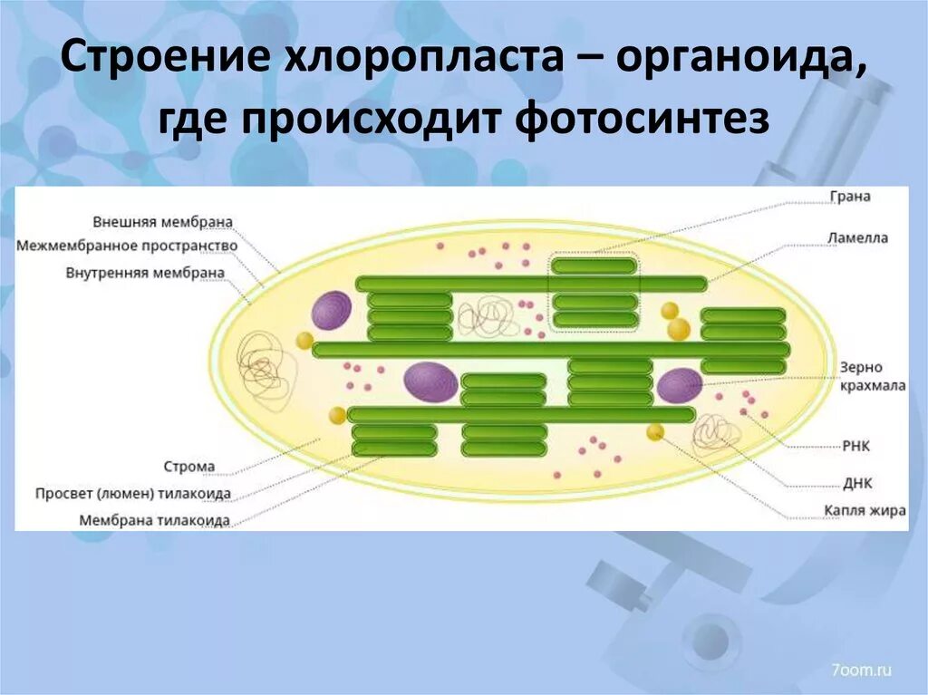 Состав хлоропласта. Строение хлоропласта фотосинтез. Строма хлоропласта фотосинтез. Строение хлоропласта 9 класс биология. Структура хлоропласта Строма.