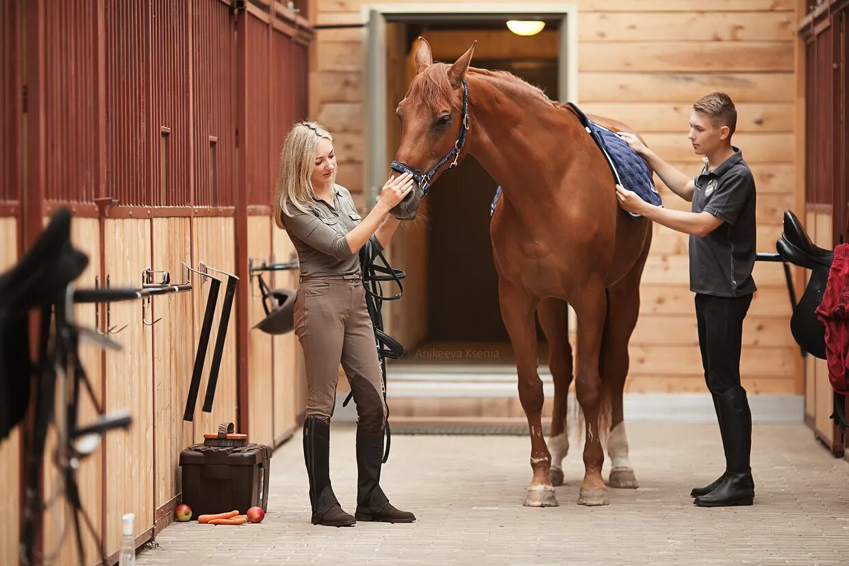 Всадник конный спорт. Чистка лошади. Выбор лошади. Конные лошади. Попона schockemoehle.