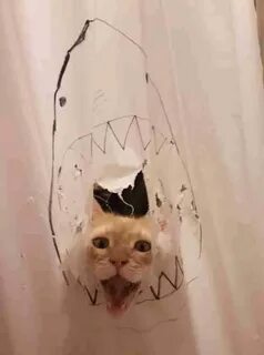 Destroy cat
