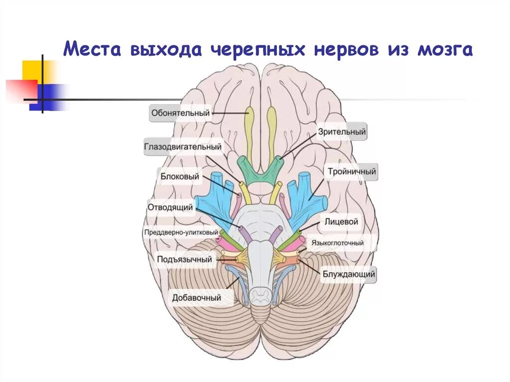Основание головного мозга, выход 12 пар черепных нервов. 12 Пар черепных нервов анатомия выходы из черепа. Места выхода черепных нервов. Выход 12 ЧМН из черепа.