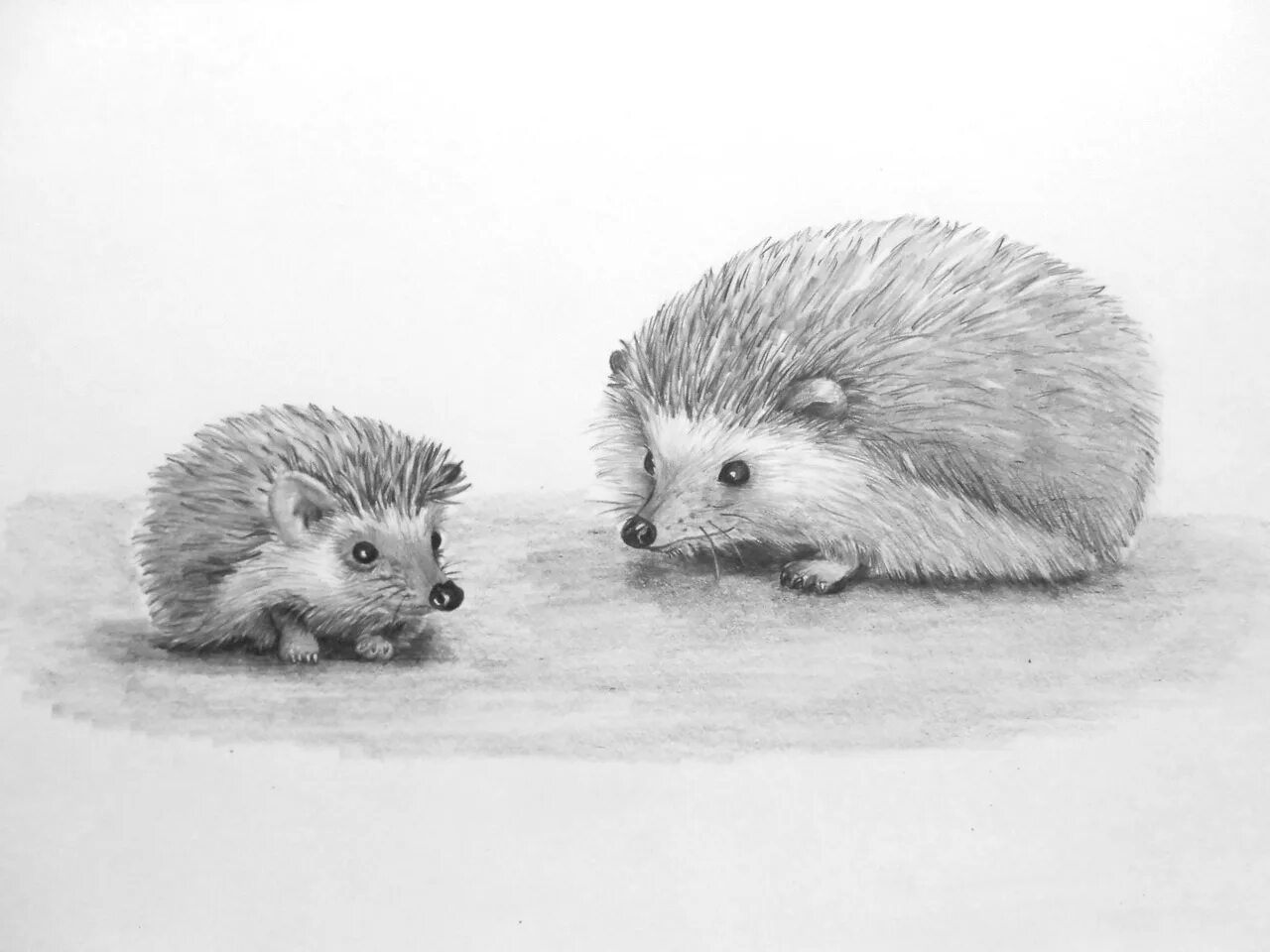 Ежики пенни блэк. Еж рисунок. Ёжики любовь иллюстрации. Раскраска ёжик. 2 ежика рисунок.