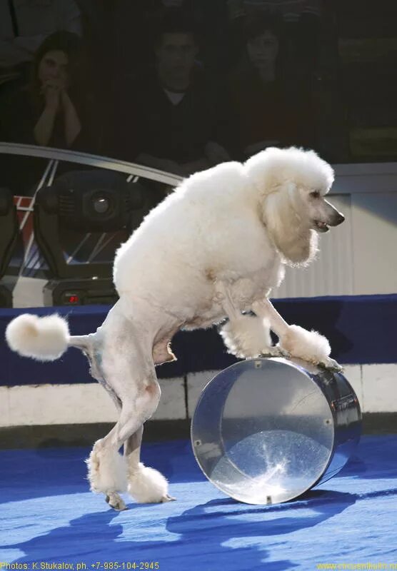 Карликовые пудели в цирке. Цирковые карликовый пудель. Дрессировщик пуделей. Пудель арлекин. Собаки в цирке.