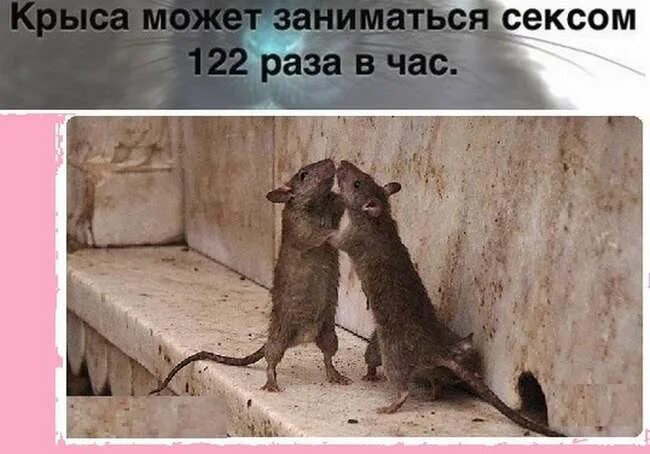 Почему крысы любят. Ты крыса. да я крыса. крысы обнимаются. ты крыса да я крыса.