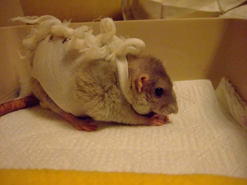 Послеоперационная попона для крысы. Послеоперационный воротник для крысы. Воротник для крысы. Послеоперационный бандаж для крысы. Крыса после операции.