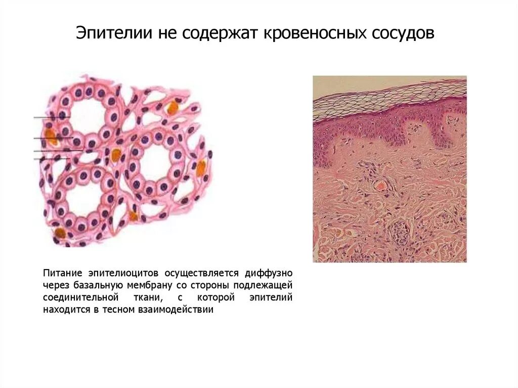 Эпителиальные ткани состоят из клеток. Однослойный плоский эпителий капилляров. Эпителий однослойный плоский кровеносные сосуды. Эпителиальная и соединительная ткань. Базальной мембране эпителия ткани.