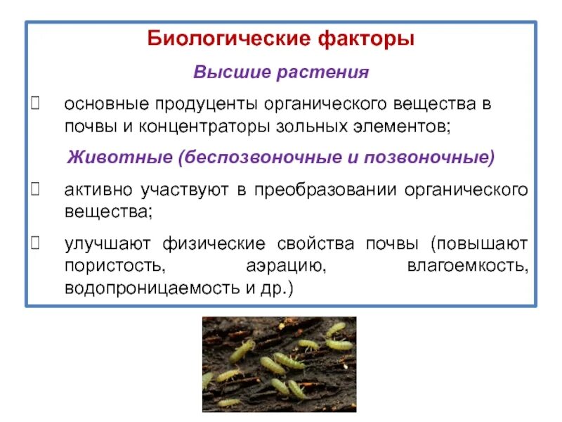 Почему плодородие почв является относительным биология. Биологический фактор формирования почвы. биологические факторы плодородия почвы. биологические факторы почвы. факторы влияющие на плодородие почвы.