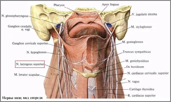 Нерв глотки. Возвратный нерв гортани анатомия. Возвратный гортанный нерв анатомия. Верхний и возвратный гортанный нерв. Верхний глоточный нерв.