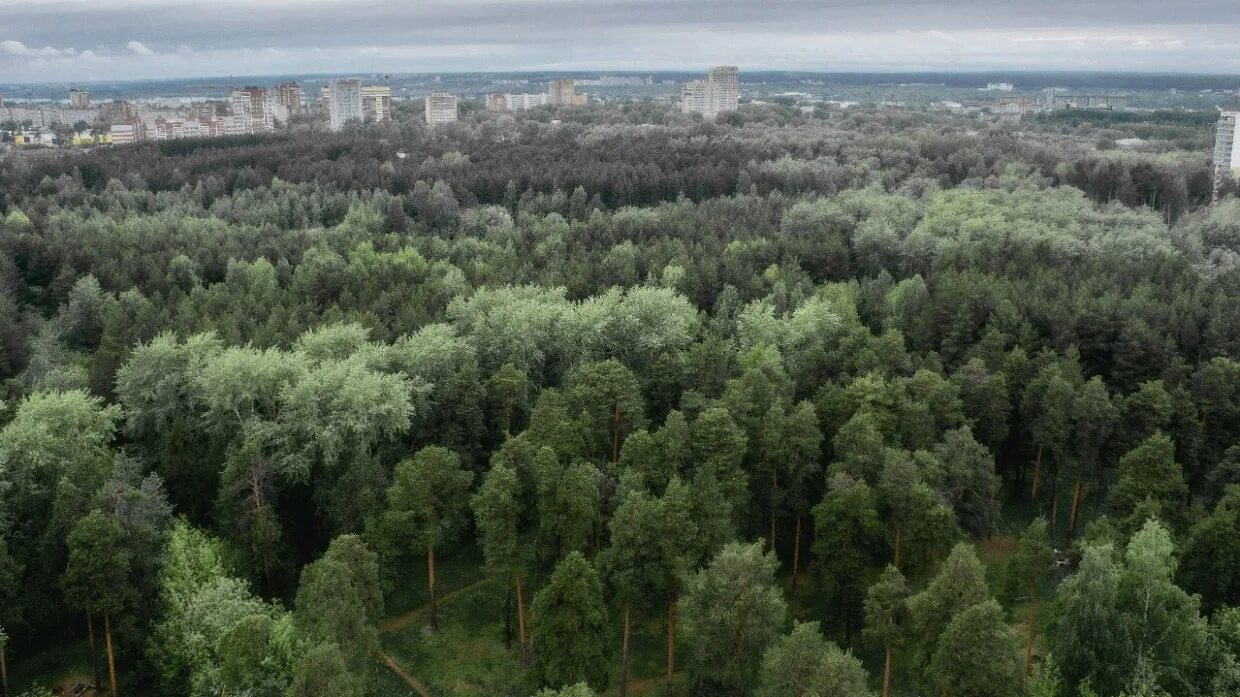 Зеленая зона Тольятти. Лес в Тольятти зеленая зона. Пригородные зеленые зоны. Зеленые зоны вокруг городов.