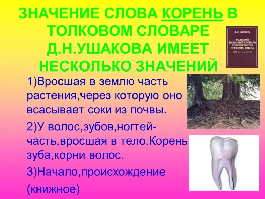 Написать значение корня. Значение слова корень. Значение слова. Корень слова. Значение слова слово.