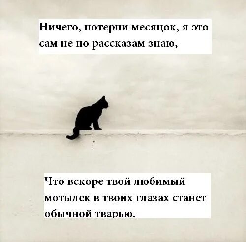 Скоро твой любимый мотылек в твоих глазах станет обычной тварью. Мотылек станет обычной тварью. В твоих глазах станет обычной тварью. И скоро твой любимый мотылек. Ничего потерплю