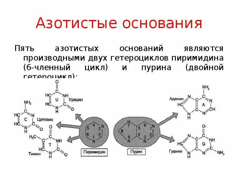 Формулы азотистых оснований биохимия. Азотистые основания РНК формулы. Азотистые основания биохимия. Азотистые основания и фосфорной кислоты.