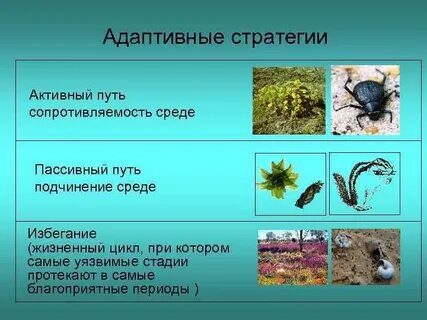 Активный путь
