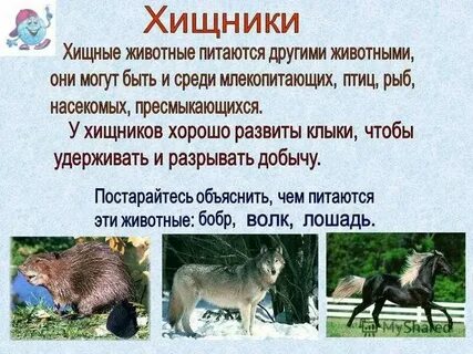 Хищные животные 3 класс окружающий мир
