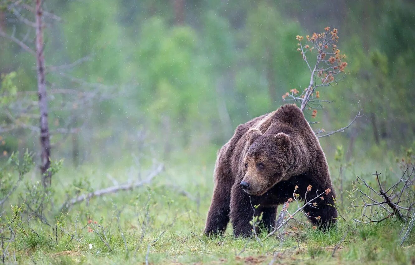 Бурый медведь обитает. Бурый медведь обитание. Тибетский бурый медведь ursus arctos pruinosus. Гризли северной америки. Образ жизни бурого медведя.