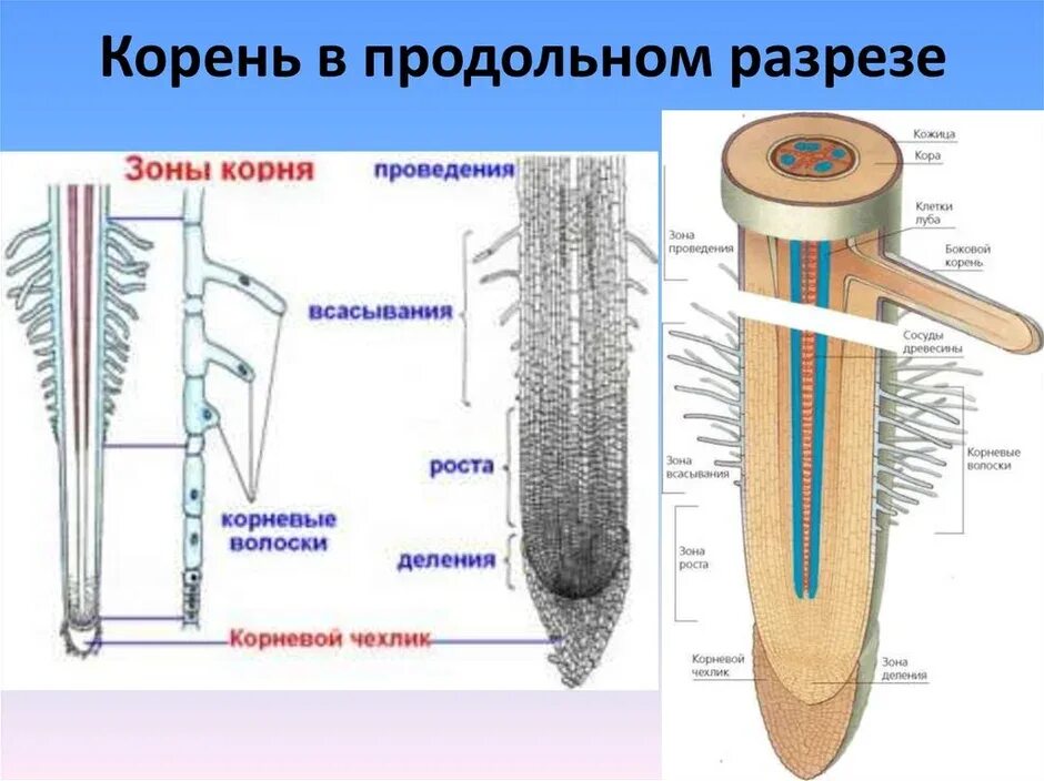 Строение зоны корня рисунок. Продольное сечение корня зона деления. Рисунок корня чехлик зона роста зона деления зона проведения. Продольный разрез корня. Зона проведения корня строение.