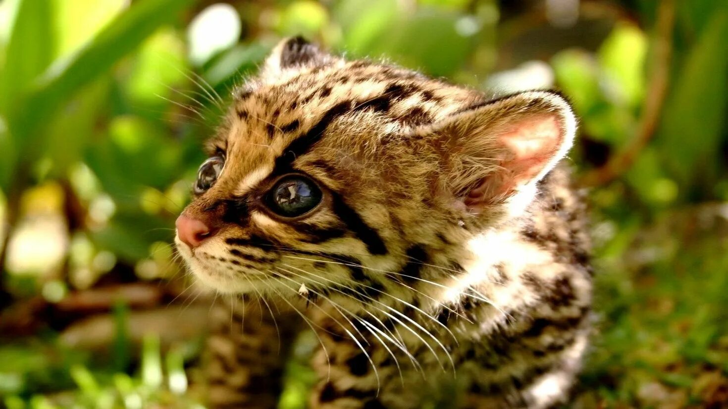 Perfect animals