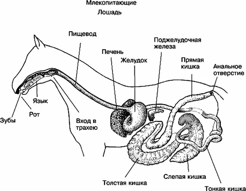 Строение желудков животных. Пищеварительная система лошади схема. Топография пищеварительной системы лошади. Анатомия пищеварительной системы лошади схема. Органы пищеварения лошади схема.