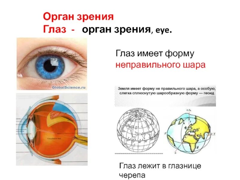Органы чувств глаза 9 класс. Орган зрения. Орган зрения название. Глаз орган. Органы чувств зрение.