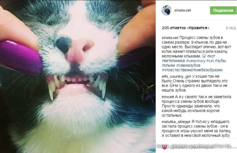 В каком возрасте у котят выпадают зубы