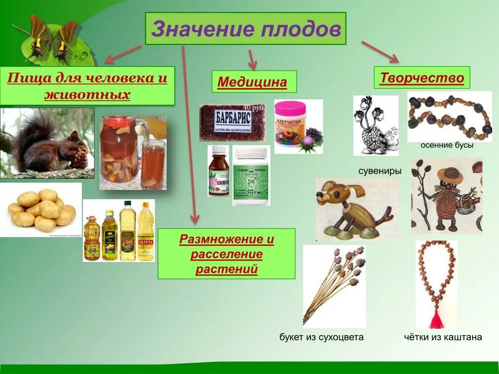 Значение плодовых. Значение плодов в природе и в жизни человека. Использование плодов человеком. Роль семян в жизни человека. Роль плодов в жизни человека.