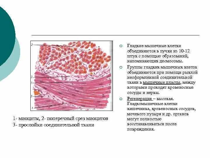 Строение миоцитов в гладкой мышечной ткани. Гладкая мышечная ткань поперечный срез гладких миоцитов. Препарат – гладкая мышечная ткань (окраска гем./эозином). Соединительнотканные прослойки в мышце и их локализация.