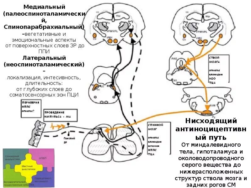 Спинно таламический. Спиноталамический путь схема. Путь болевой чувствительности схема неврология. Путь болевой и температурной чувствительности. Спиноталамический проводящий путь латеральный.