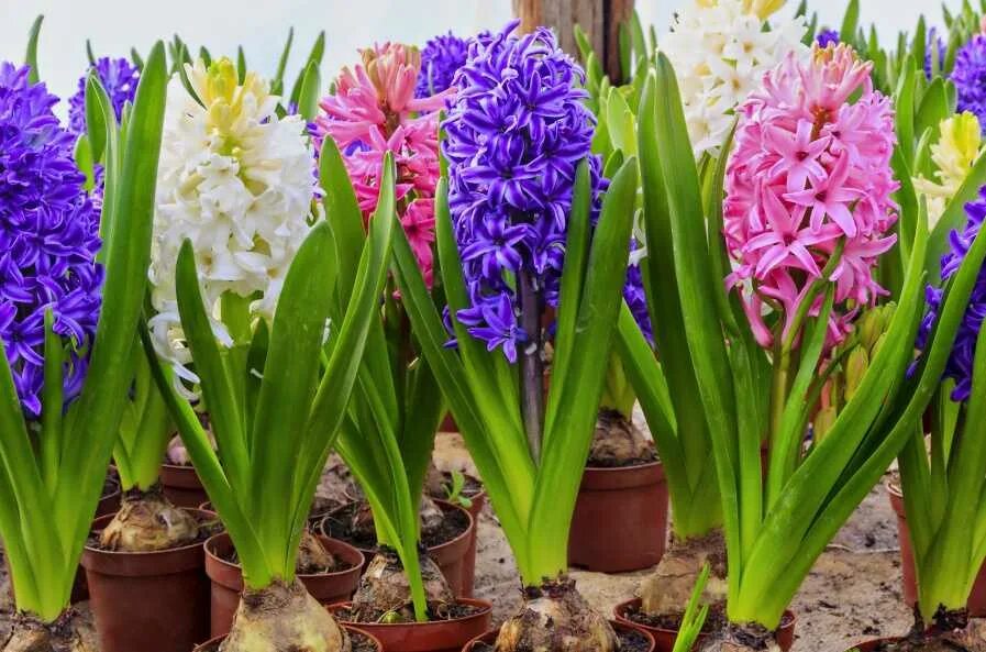 валлота пурпурная. гиацинт. гиппеаструм амариллис. гиппеаструм валлота. гиацинт амариллис.