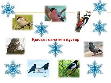 Прилуктарда 1 рет жыныстық қатынас