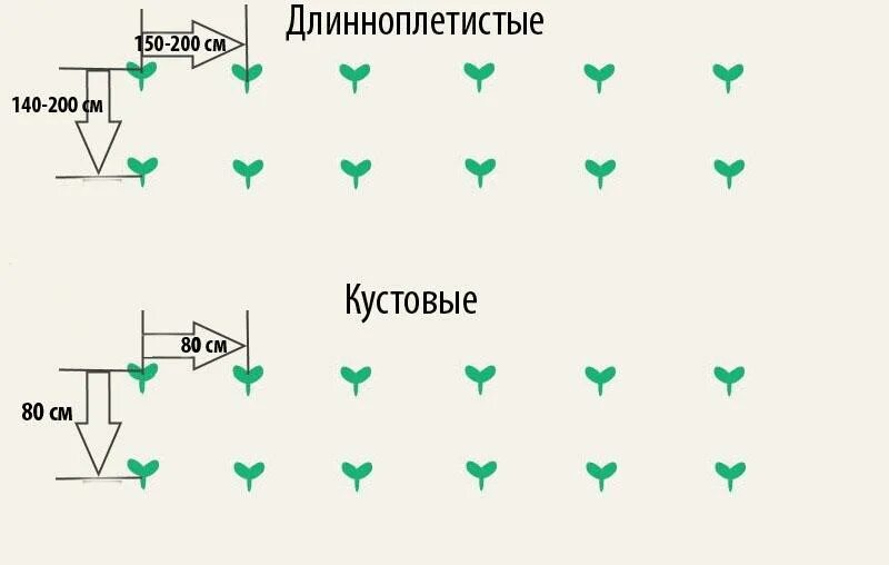 На каком расстоянии садить арбузы