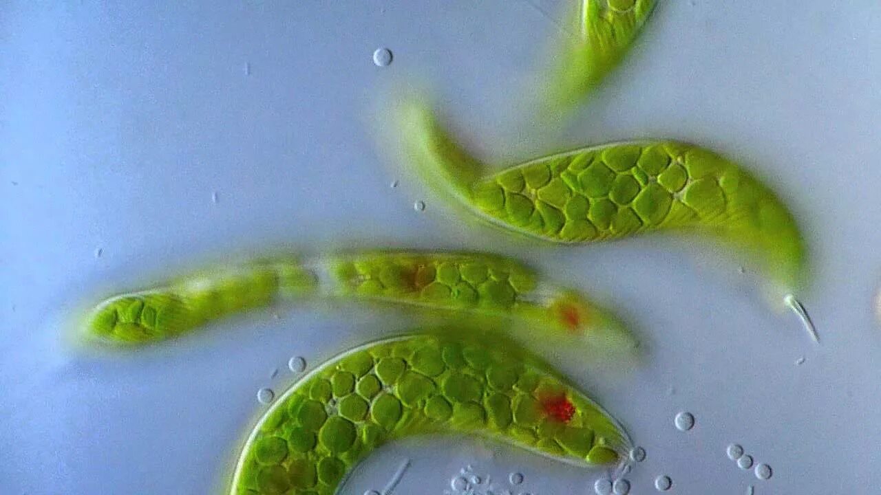 Одноклеточная водоросль передвигающаяся с помощью жгутиков. Эвглена зеленая. эвглена зеленая микроскоп. эвглена зеленая водоросль. одноклеточная водоросль эвглена зелёная.