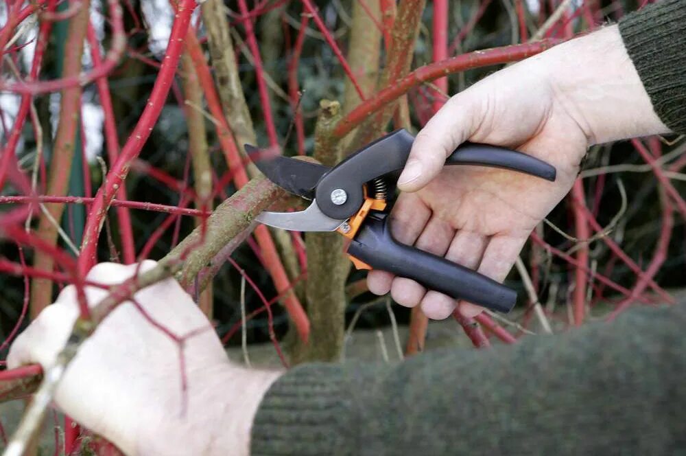 Обрезка деревьев секатором. Секатор fiskars p94. копулировочный секатор sono. творница секаторы. обрезка дерева секатором.