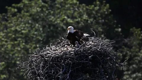 Звезды да орлами свиты гнезда