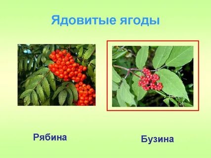 Какие ягоды ядовитые