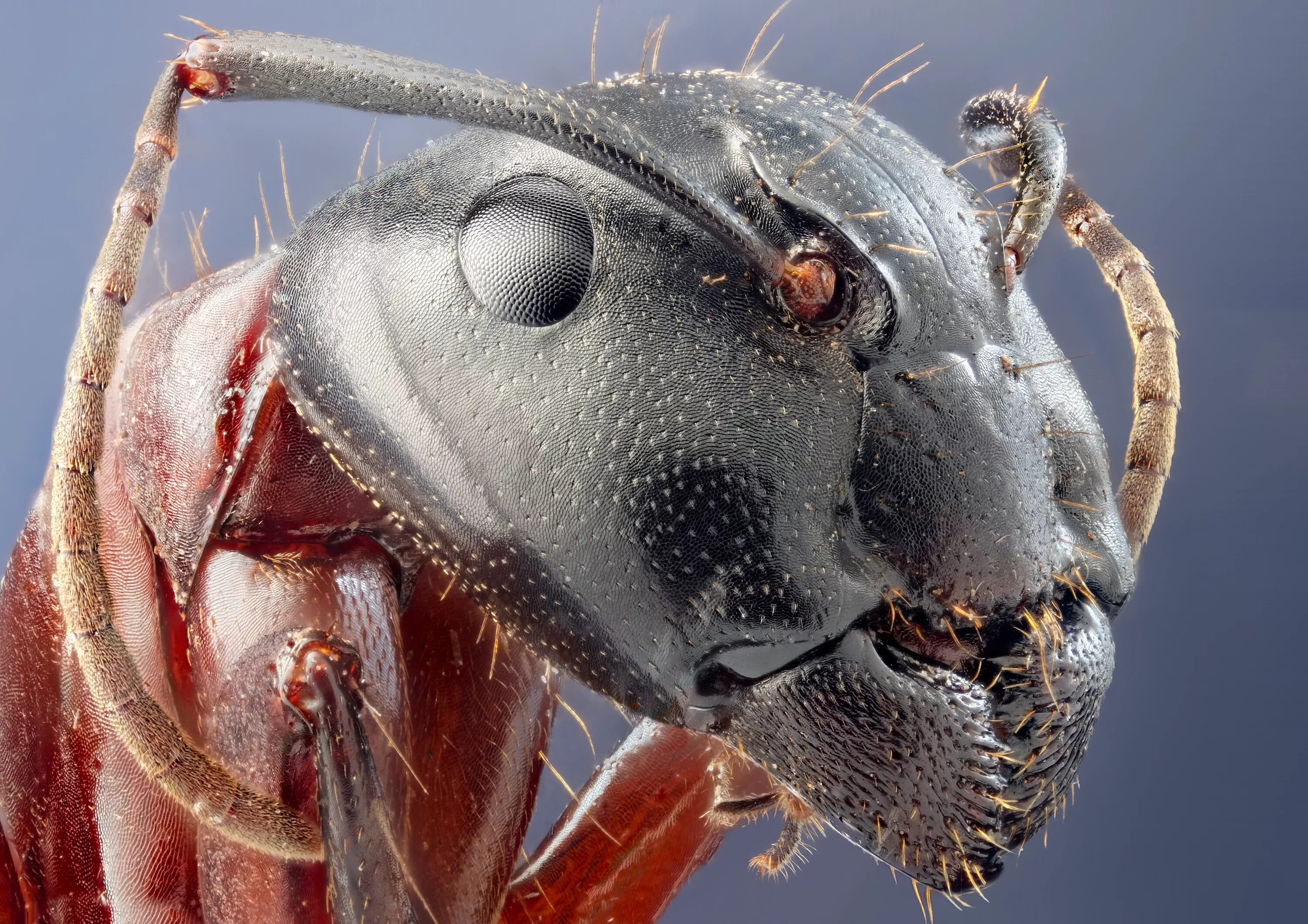 Мошка под микроскопом фото. Как выглядит муравей под микроскопом. Голова муравья под микроскопом. Головы насекомых под микроскопом. Лицо муравья под микроскопом.