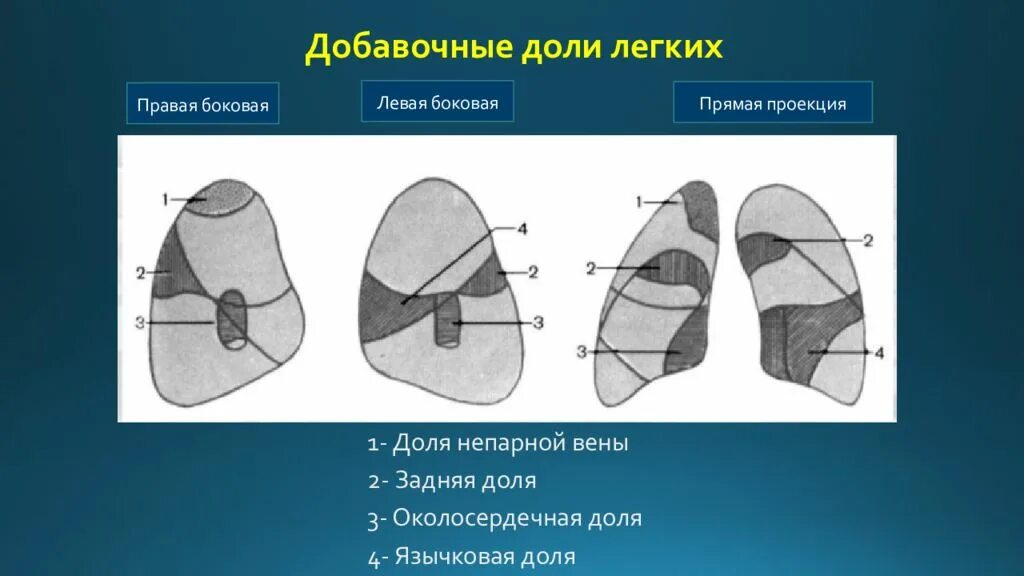 Рентген исследование грудной клетки. Легкие прямая правая. Сегменты легких рентген кт. Легкие прямая правая. Легкие доли анатомия.