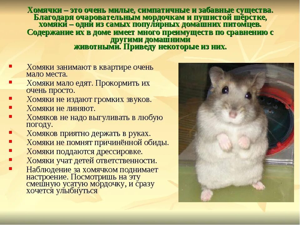 Почему хомяк. Звук хомяка. какие звуки издают хомячки. поведение хомяка. хомячок издает звуки.
