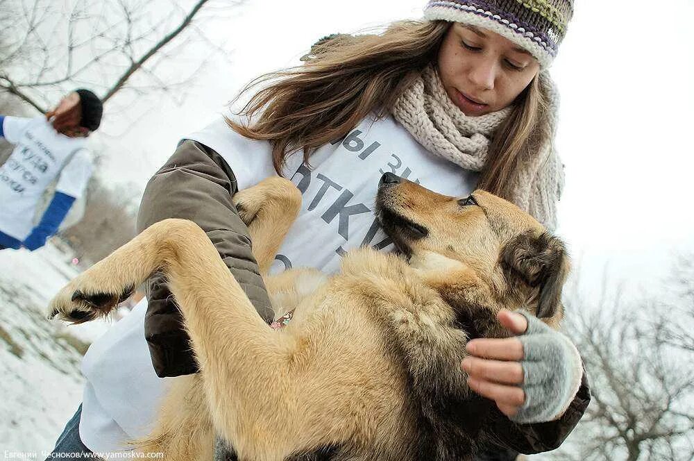 Волонтеры помогающие бездомным. Волонтеры и животные. Волонтеры с собаками. Волонтёры бездомных животных. Волонтеры помогают животным.