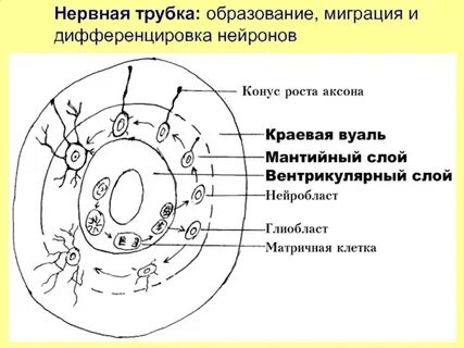 Слои нервной
