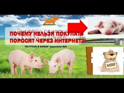Не было купила порося