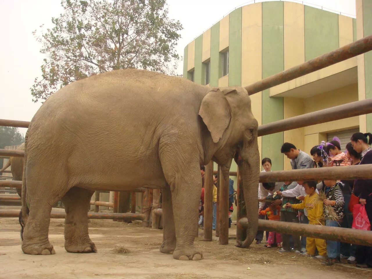 Слоны в зоопарке. Индийский слон в зоопарке. Слон настоящий. Jinan Zoo Цзинань. Elephant present