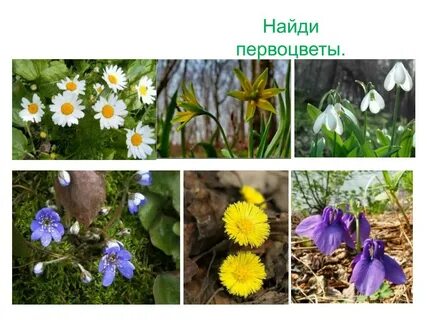 Игра первоцветы