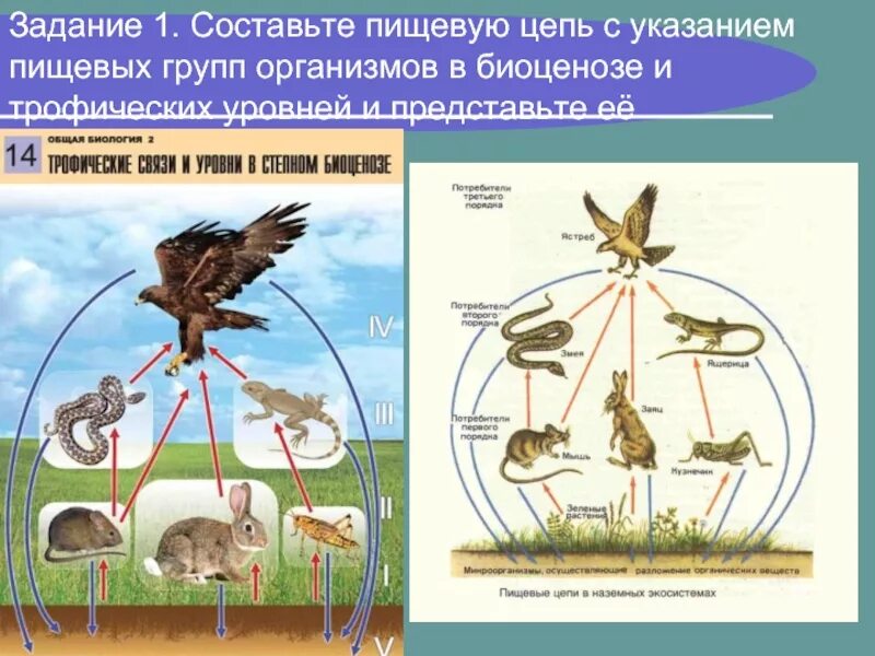 1 пищевые связи. Пищевая цепь. Пищевые связи цепь питания. Цепи питания биоценоза. Пищевые связи в биоценозе.