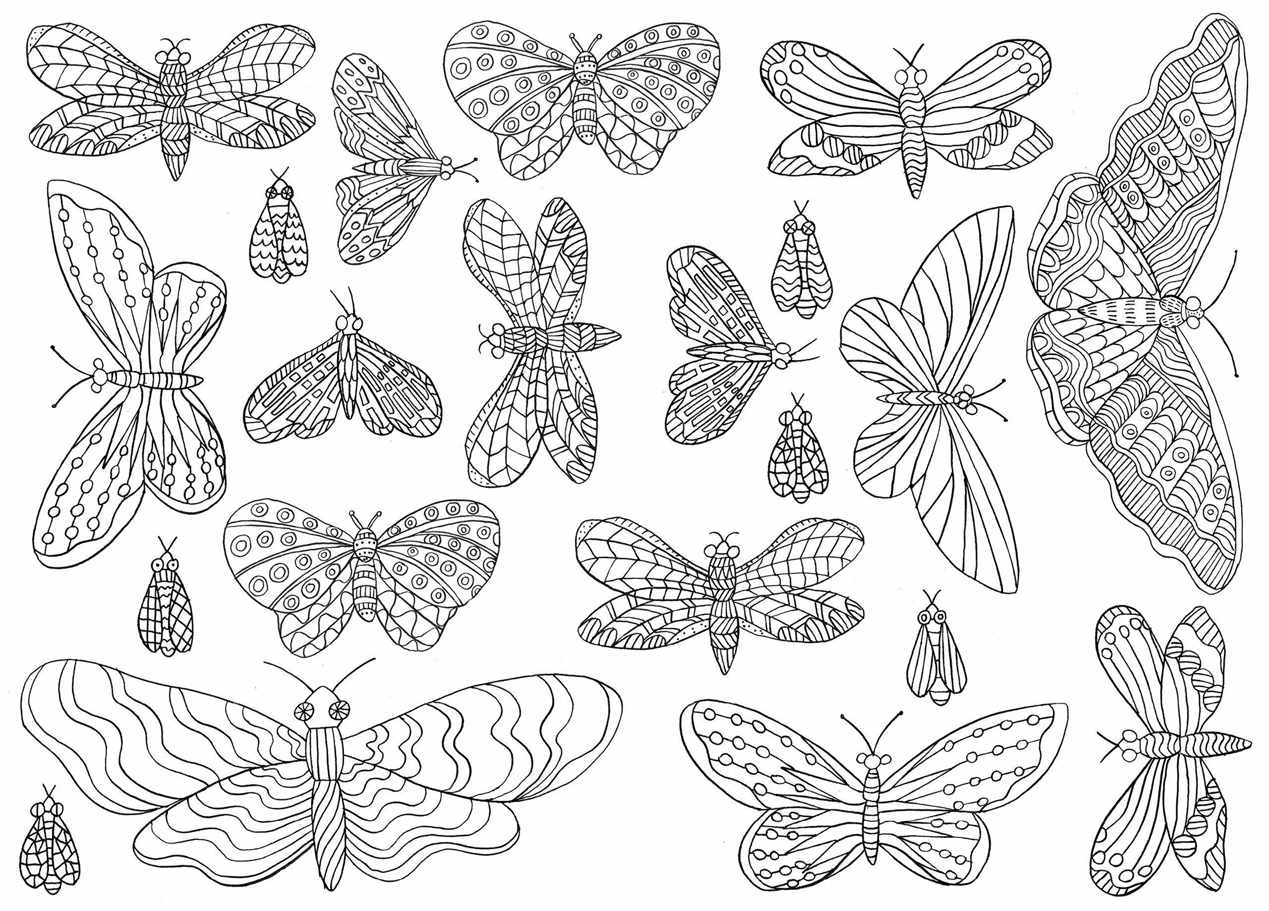 Раскраска на 6 листов. Раскраска "бабочки". Раскраска антистресс бабочка. Раскраска для девочек бабочки. Картинки для раскрашивания бабочки.