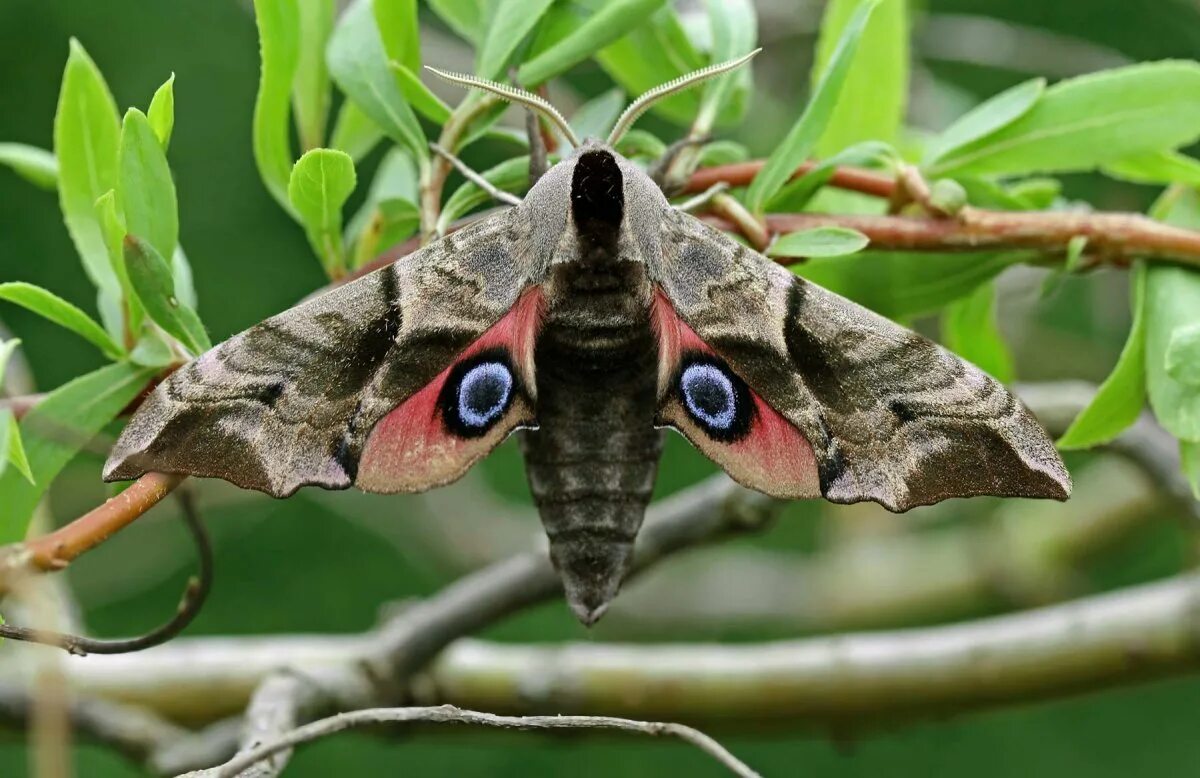 Бражник бабочка. Глазчатый бражник бабочка. бражник глазчатый (smerinthus ocellatus). ночная бабочка бражник глазчатый. бражник глазчатый гусеница.