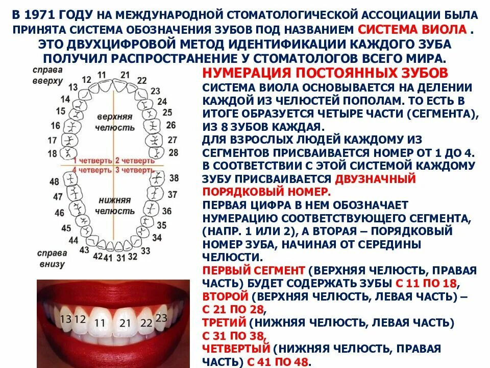 Опишите зубы на челюстях сосчитайте зубы