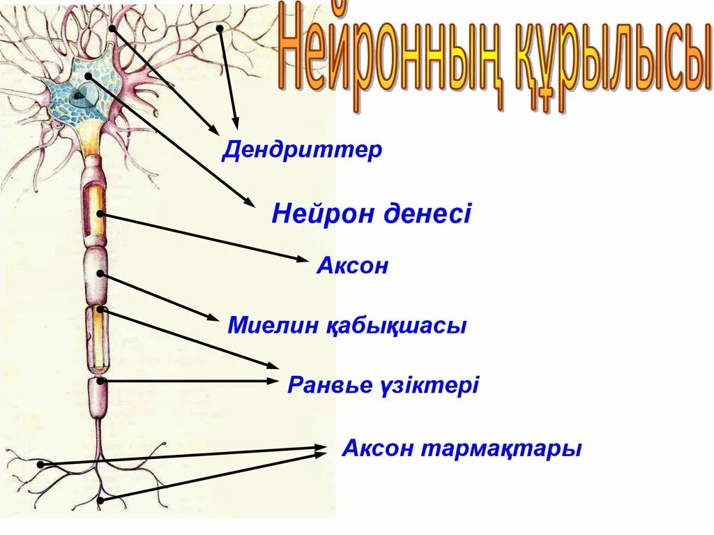 Биология очкур