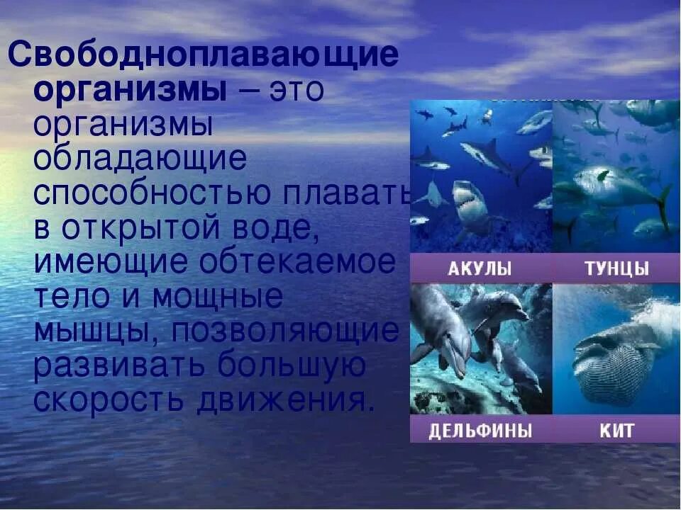 Жизнь в морях и океанах 5 класс. Свободноплавающие организмы. Обитатели открытой воды в море и океанах. Жизнь организмов в морях. Организмы в морях и океанах.