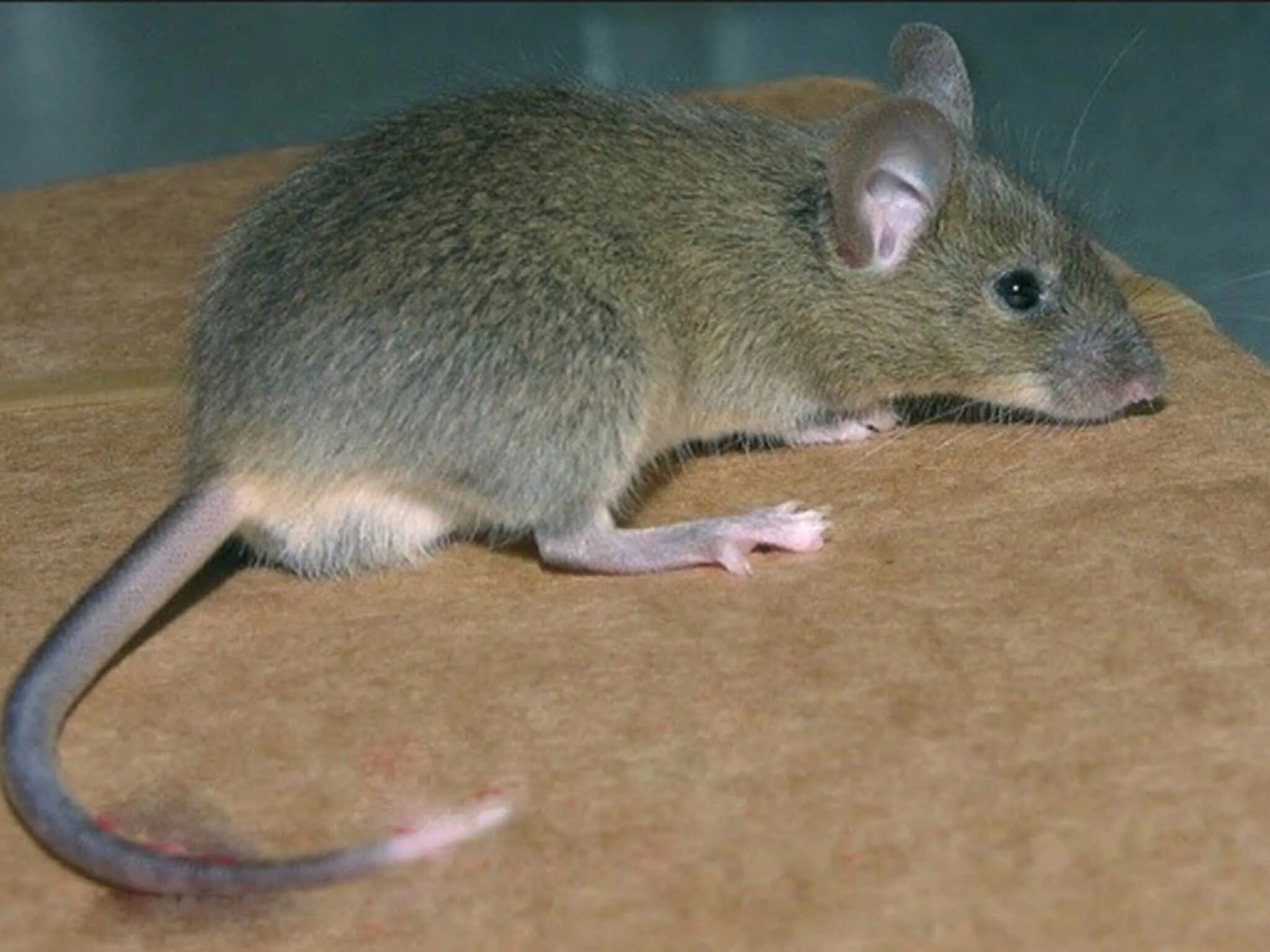 A mouse a small body