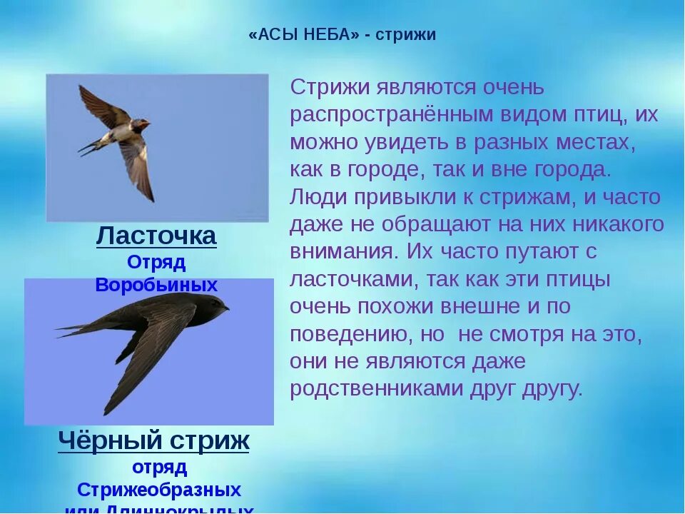 Сравнение птиц 3 класс. Ласточки и Стрежи сходство и различия. Ласточки и Стрижи сходства и различия. Ласточка и Стриж отличия и сходства. Сходство ласточек и ст.